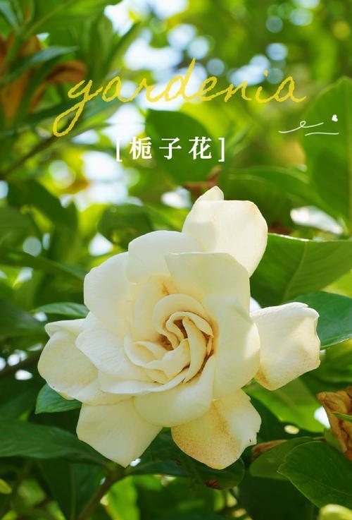栀子花花语代表什么？栀子花的寓意有哪些？