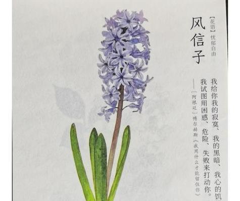 风信子花语等待是什么意思？风信子花的寓意有哪些？