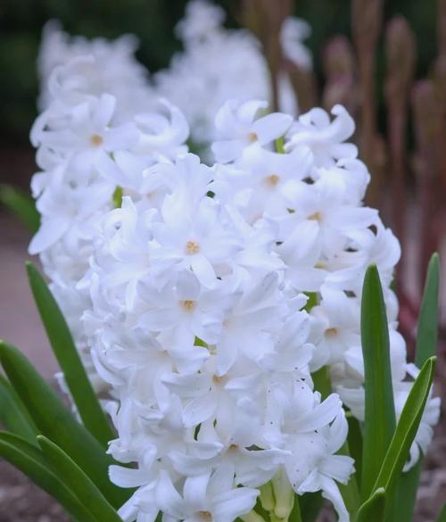 风信子花语等待是什么意思？风信子花的寓意有哪些？
