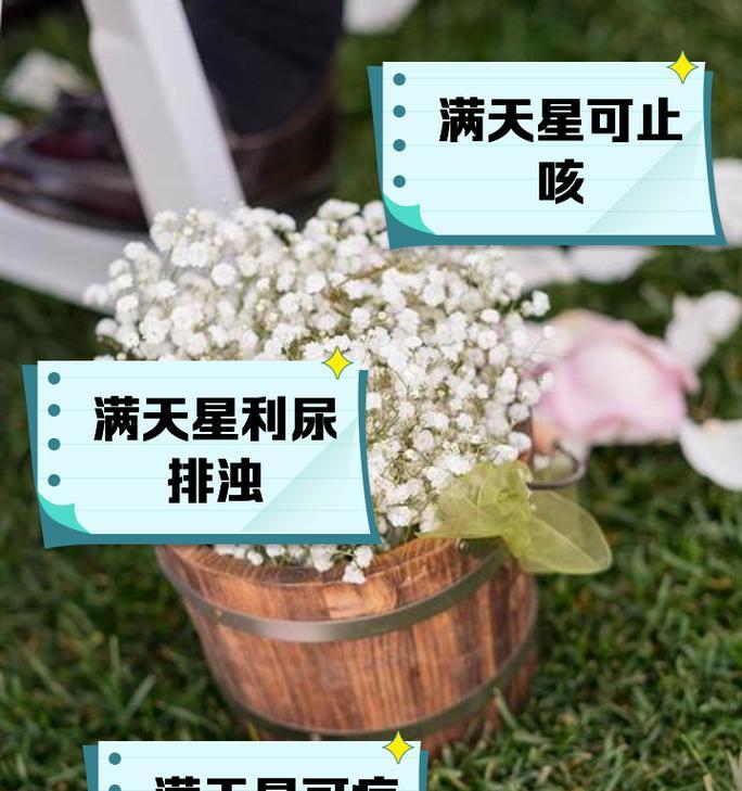 满天心的花语是什么？满天心花的寓意有哪些？