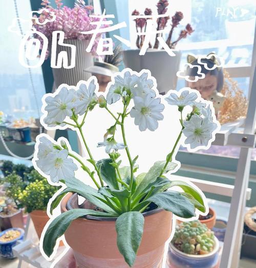 白色露薇花花语是什么？露薇花的寓意有哪些？