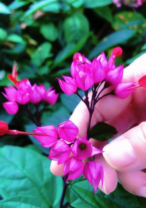龙吐珠花语是什么意思？龙吐珠花的寓意有哪些？