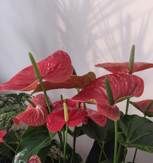 鹅掌红有花语吗？鹅掌红花的寓意是什么？