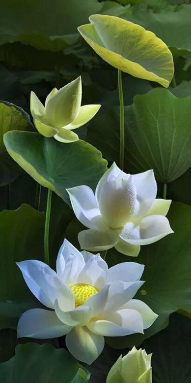 鲁氏莲花的花语是什么？鲁氏莲花的寓意有哪些？
