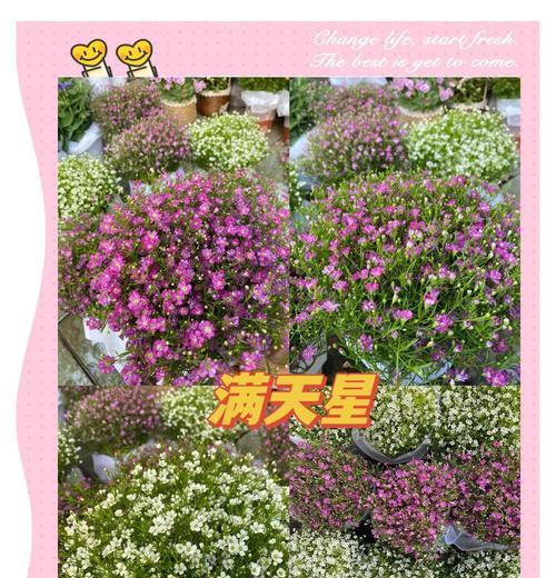 满天星花语满满是什么意思？满天星的寓意有哪些？