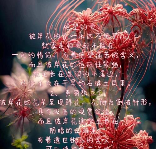 送人的花的花语有哪些？不同花卉代表的寓意是什么？