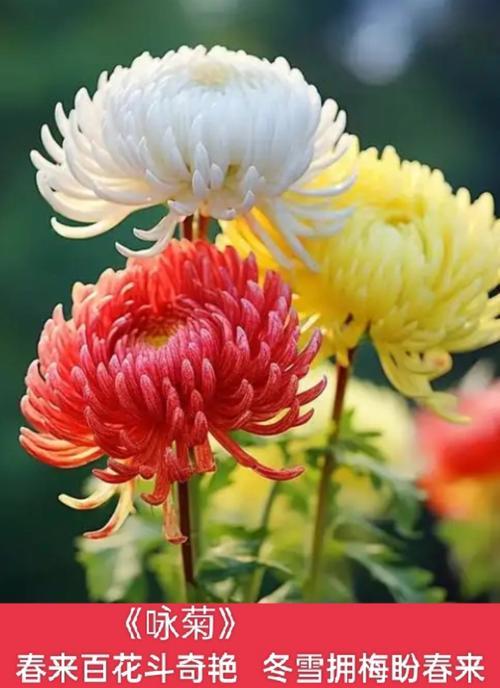 菊的寓意与花语是什么？菊花代表了哪些情感？