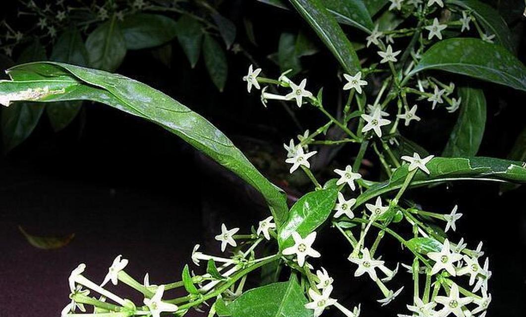 木本夜来香花语是什么？夜来香的寓意有哪些？