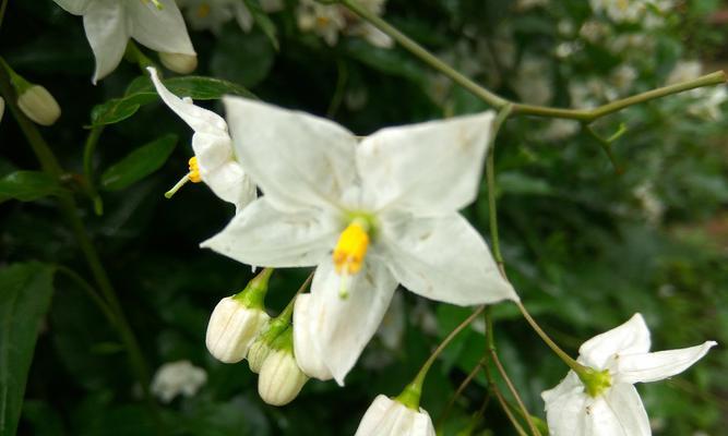 木本夜来香花语是什么？夜来香的寓意有哪些？