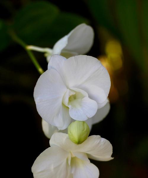 木本夜来香花语是什么？夜来香的寓意有哪些？