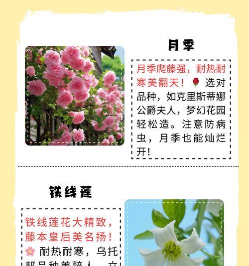藤的花语是什么意思？藤本植物的寓意有哪些？