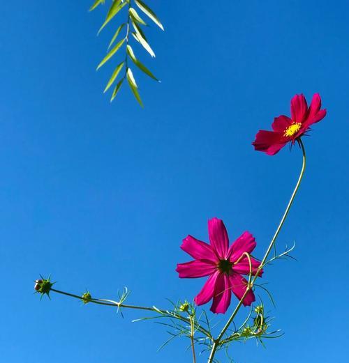 波斯菊的隐藏花语是什么？如何解读其深层含义？