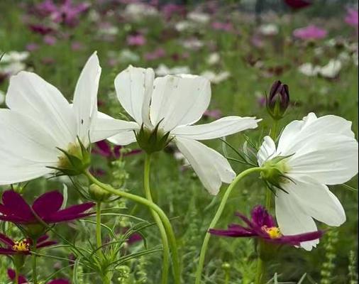 波斯菊的隐藏花语是什么？如何解读其深层含义？
