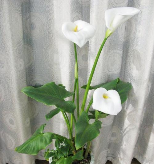 马蹄莲的花语有哪些？如何通过花语表达情感？