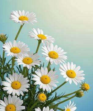 春天小雏菊的花语代表什么？如何在春天传递爱意？