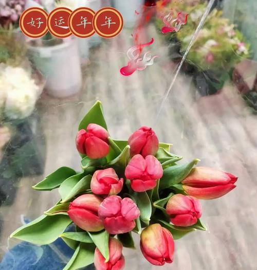 郁金香的花语说明有哪些？如何挑选代表不同情感的郁金香？