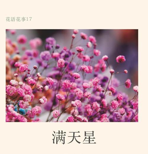 满天星的花语天空是什么意思？如何用满天星表达爱意？