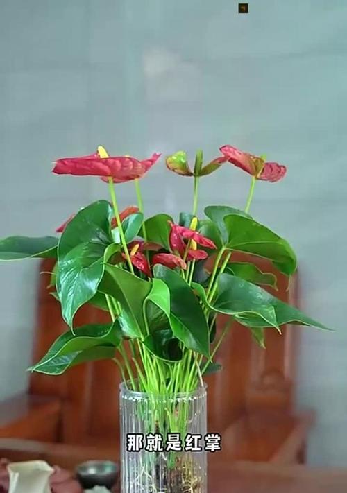 火鹤花的花语牌有哪些？如何通过火鹤花传递祝福？