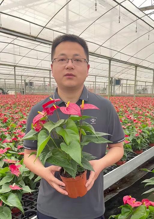 火鹤花的花语牌有哪些？如何通过火鹤花传递祝福？
