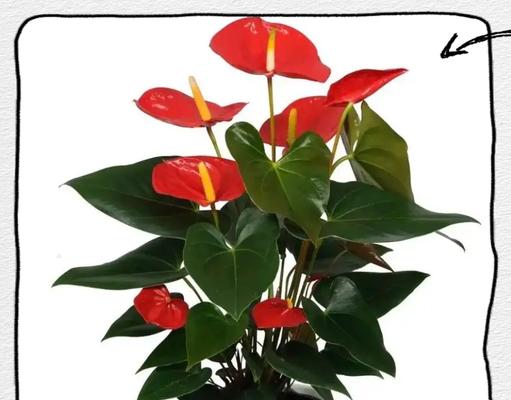 火鹤花的花语牌有哪些？如何通过火鹤花传递祝福？