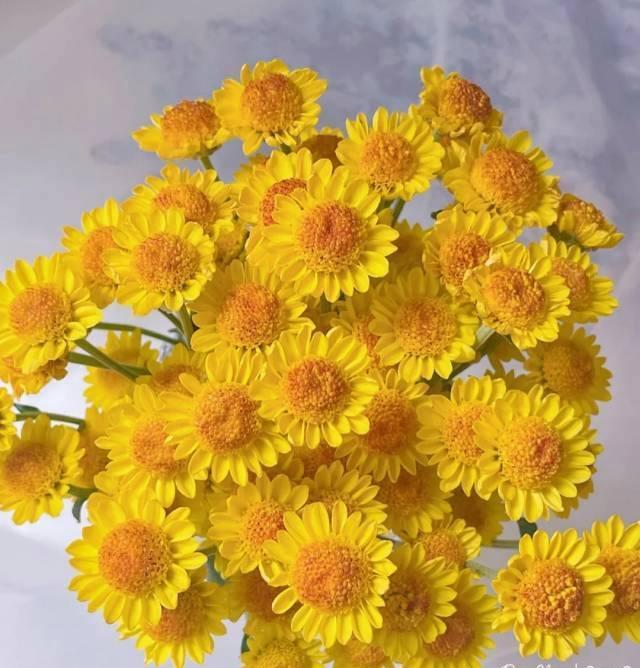 橙色小雏菊的花语是什么？如何用橙色小雏菊表达情感？