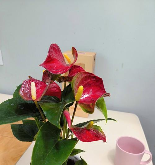 红掌火鹤的花语有哪些？如何用红掌火鹤表达爱意？