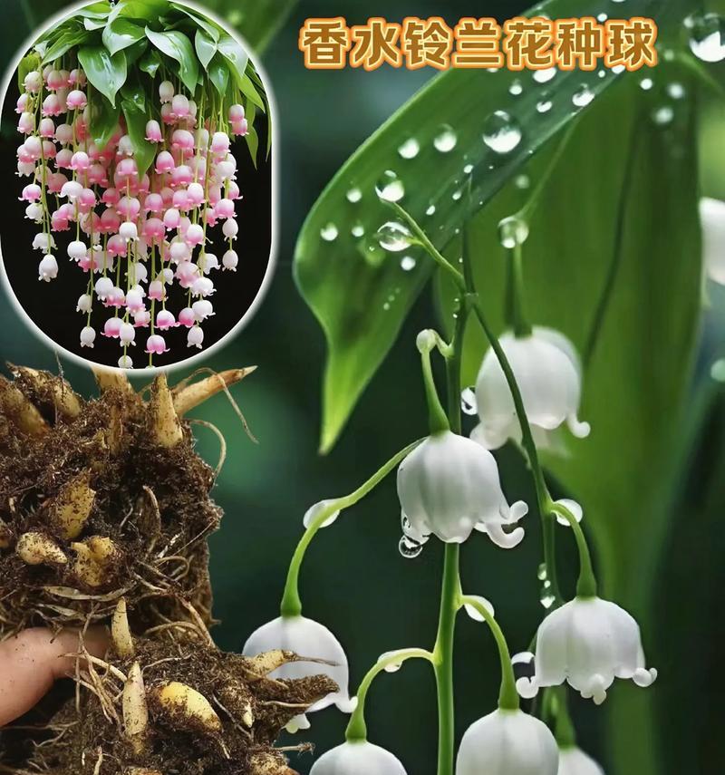 铃兰花的花语短句有哪些？如何用铃兰花表达情感？