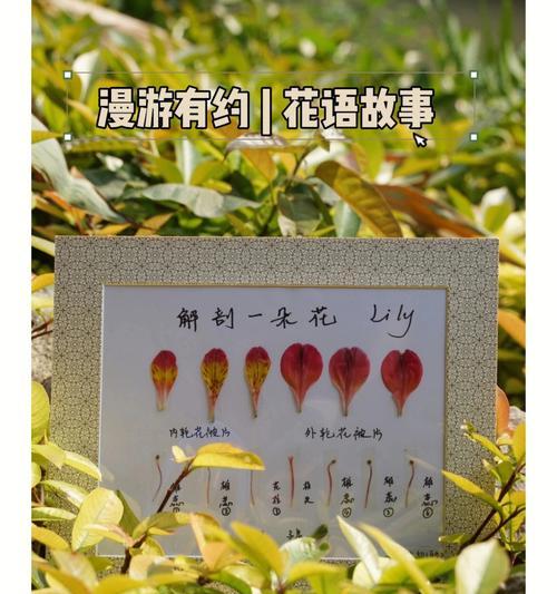 每种花语背后的故事是什么？如何通过花语了解文化？