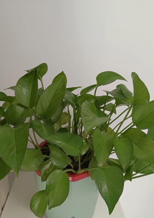 绿萝花语的诗句有哪些？如何用诗句表达对绿萝的爱？