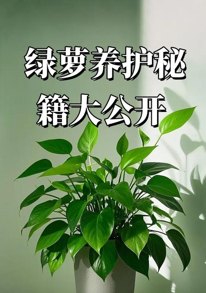 绿萝花语的诗句有哪些？如何用诗句表达对绿萝的爱？