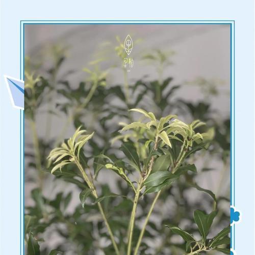进口马醉木的花语有哪些？如何用马醉木表达情感？