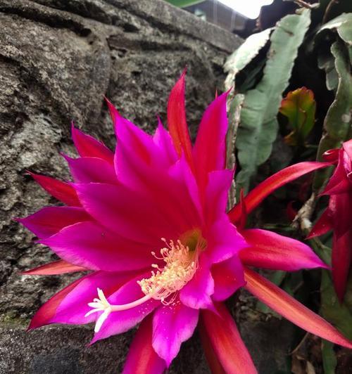 莲花的花语及传说有哪些？如何用莲花表达东方智慧？