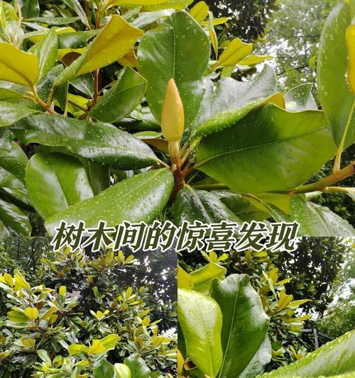 莲花的花语及传说有哪些？如何用莲花表达东方智慧？