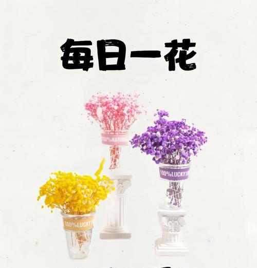 满天星在成都的花语是什么？如何用满天星表达成都情感？