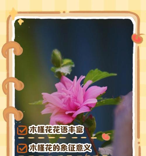 不同国家的花语有何区别？象征意义是什么？