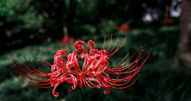 红色文心兰的花语是什么？代表什么情感？
