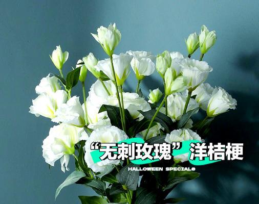 绣球洋桔梗的花语有哪些？象征着什么？