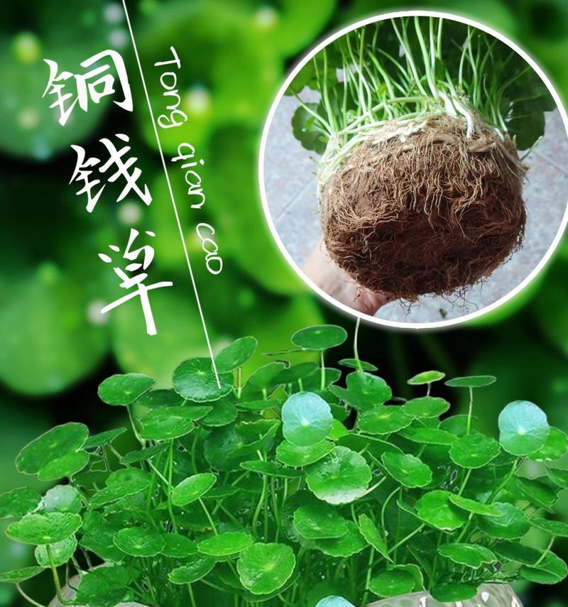 哪种花象征财富？它的花语是什么？