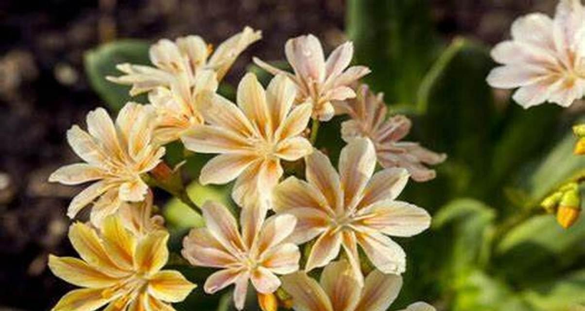哪种花象征财富？它的花语是什么？