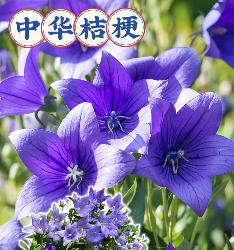 血色桔梗花代表什么？花语有哪些？