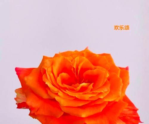 橙色欧月的花语是什么？它象征着什么？