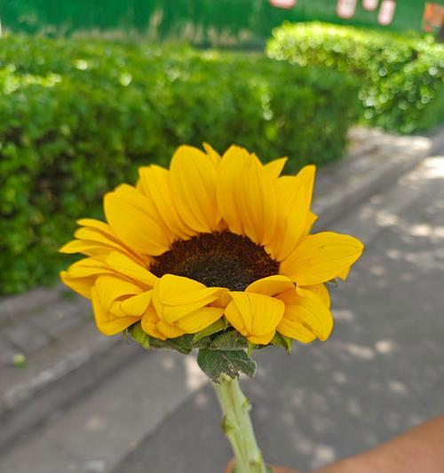 向日葵凋谢时的花语是什么？有什么寓意？
