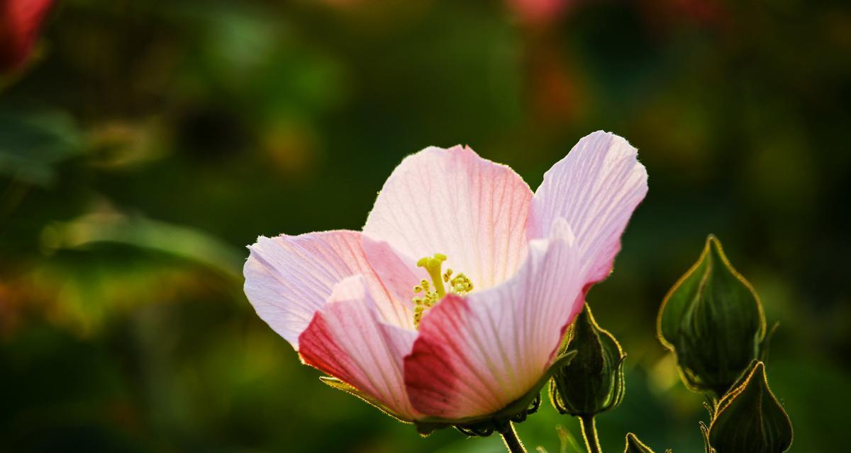 膨珊瑚花的花语是什么？它象征着什么？