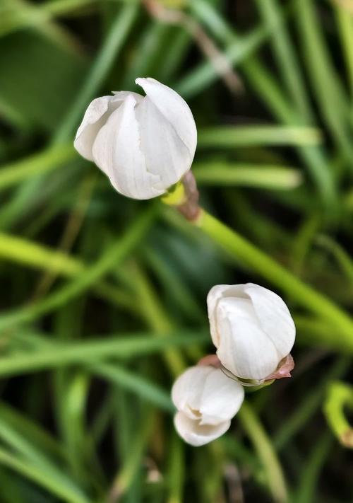 葱花的花语有哪些？它代表了什么意义？