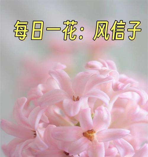哪种花代表爱意？它的花语是什么？