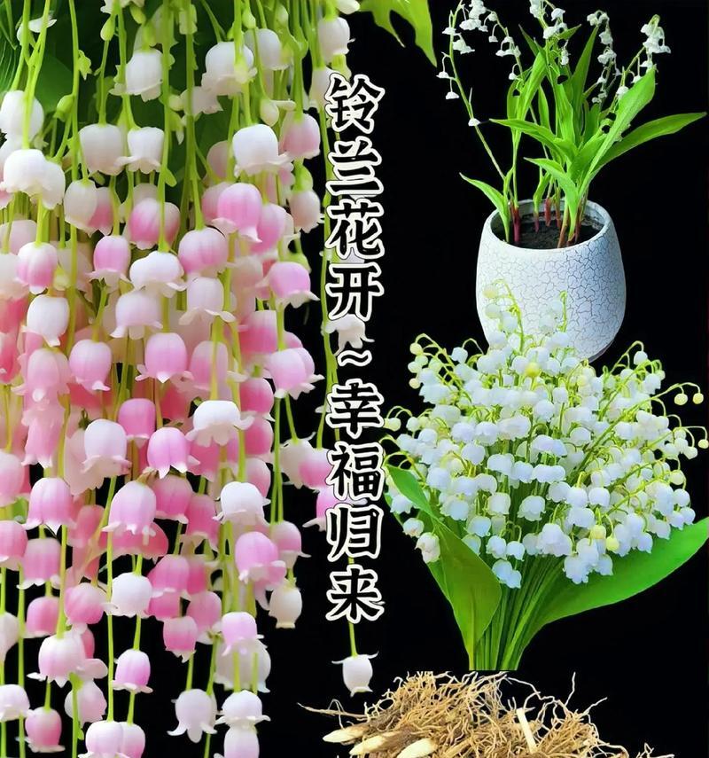 哪种花代表爱意？它的花语是什么？