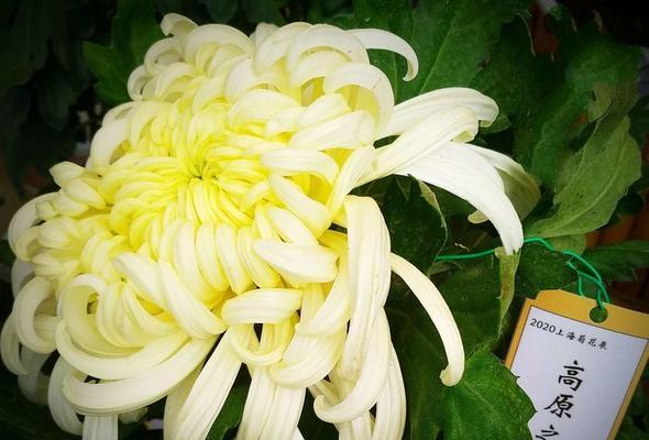 涅瓦多头菊的花语有哪些？它代表了什么？