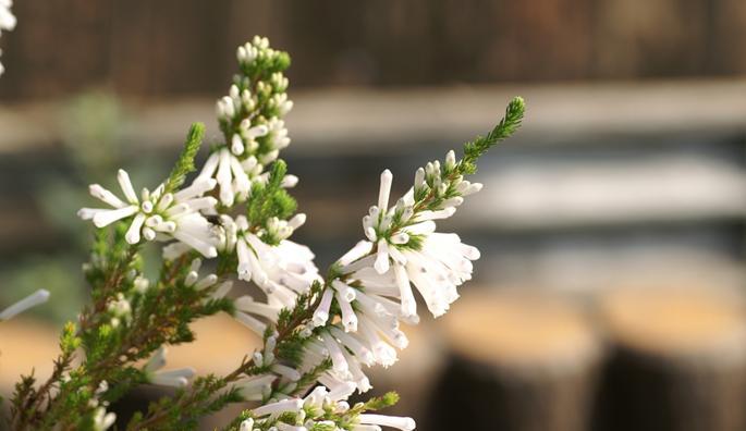 涅瓦多头菊的花语有哪些？它代表了什么？