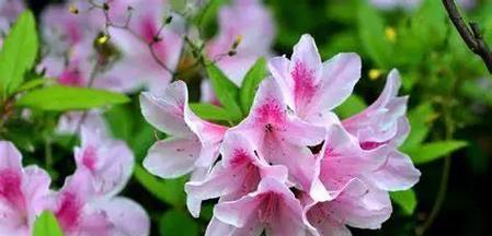 哪种花的花语是节制？它代表了什么？