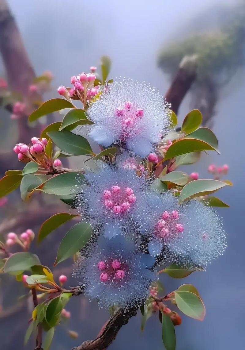 哪种花的花语是节制？它代表了什么？